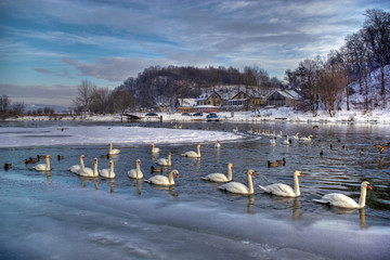 Swans in Tyniec, winter © sushe88