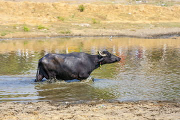 water buffalo relaxes in the lake