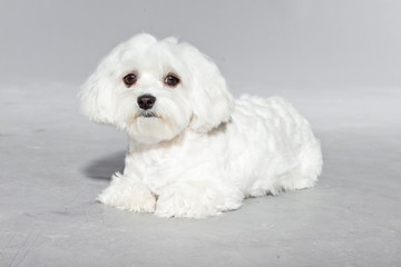 Cute white young maltese dog. Studio shot.