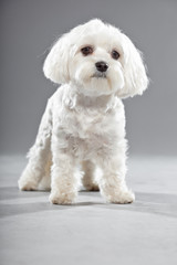 Cute white young maltese dog. Studio shot.