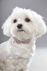 Cute white young maltese dog. Studio shot.