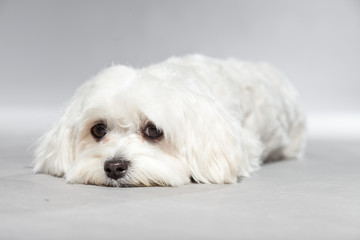 Cute white young maltese dog. Studio shot.