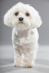 Cute white young maltese dog. Studio shot.