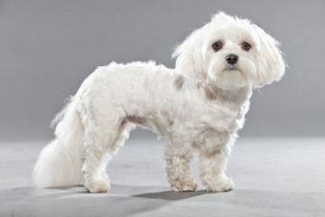 Cute white young maltese dog. Studio shot.