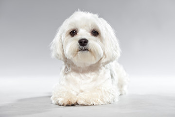 Cute white young maltese dog. Studio shot. - obrazy, fototapety, plakaty
