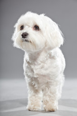 Cute white young maltese dog. Studio shot.