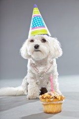 Funny maltese birthday dog with cake and hat. Studio shot.