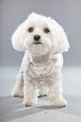 White young maltese dog with pink necklace. Studio shot.