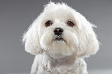 Cute white young maltese dog. Studio shot.