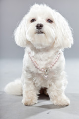 White young maltese dog with pink necklace. Studio shot.