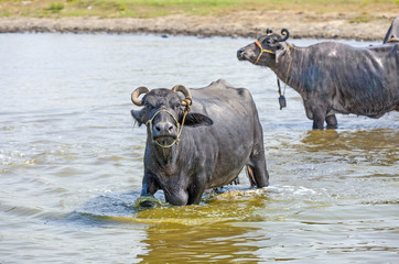 water buffalo relaxes in the lake