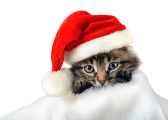 Christmas kitten in Santa stocking hat