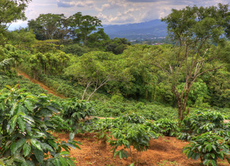Fototapeta na wymiar Coffee Plantation