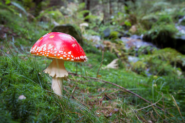 Close-up picture of a Amanita poisonous mushroom in nature