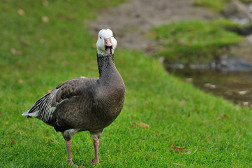Shouting Goose