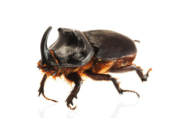 Rhinoceros beetle isolated on white background