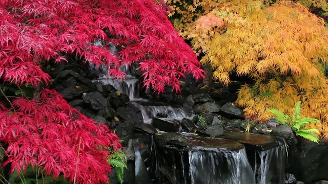 Laced Leaf Maple Trees in Zen Garden in Autumn