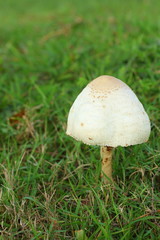 Mushroom on a grass