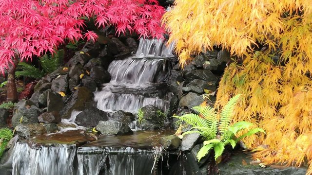 Waterfall in Garden with Laced Maple Trees in Fall Season
