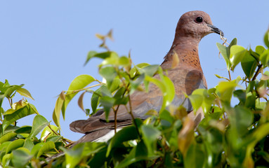 pigeon sitting on a tree