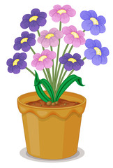 flowers and a pot