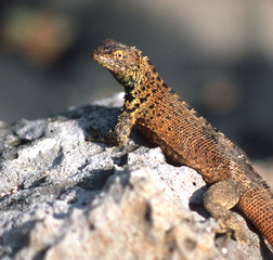 Land Iguana