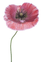 Fototapeta premium MAK