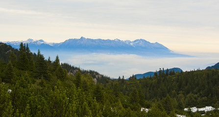 Forrest with mountain