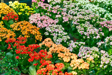 Colorful flowers background