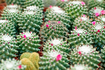 Blooming cactus background