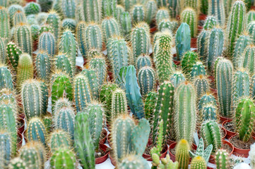 Various cactuses background
