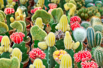 Various cactuses background