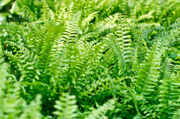 Fern background