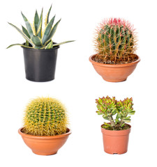 Different cactuses and agave in flowerpots