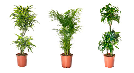 Set of indoor plants - 46363599