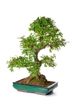 Bonsai tree