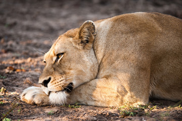 Female lion relaxing