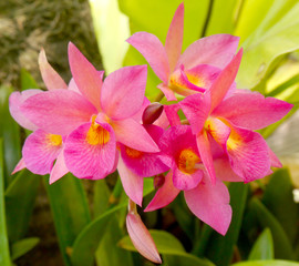 Pink orchid in the garden