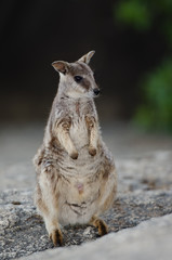 ロックワラビー