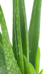 Obraz premium Aloe isolated on white background