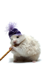 Funny hamster with woollen cap