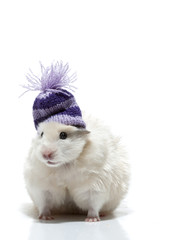 Funny hamster with woollen cap
