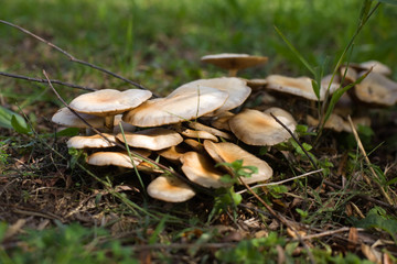Funghi