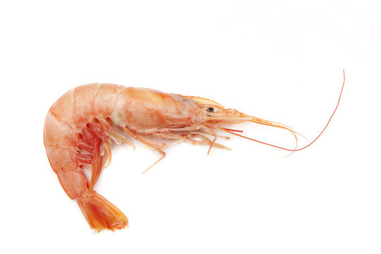 shrimp one
