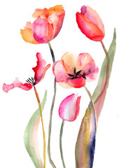 Tulips flowers - 46368307