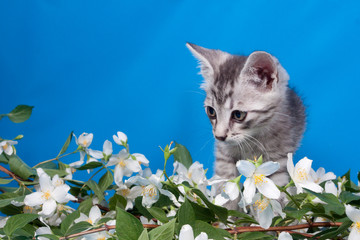 kitten sits in flowers