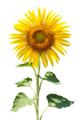 Obraz premium Słonecznik