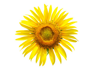 Fototapeta premium Sunflower