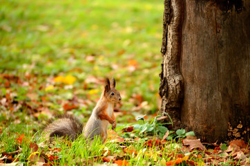 Squirrel sitting on the ground