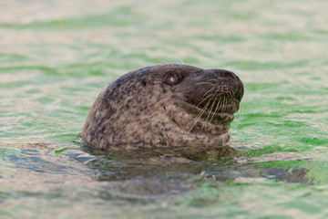 Cute seal in basin. Swimming and playing in water.